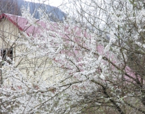 в Сочи с 22 марта зацвели вишни